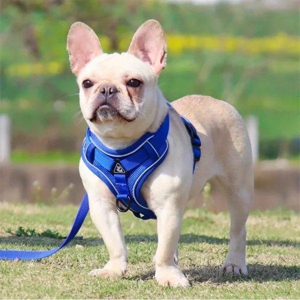 No-Pull Harness Set